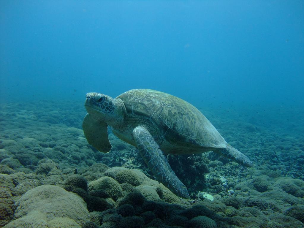 Ricel Homestay Gili Trawangan Exteriör bild